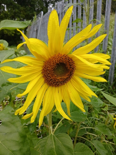 Common Sunflower