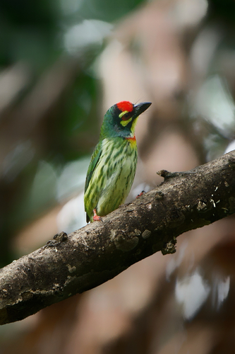 Coppersmith Barbet