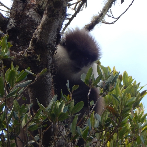 Purple-faced Langur