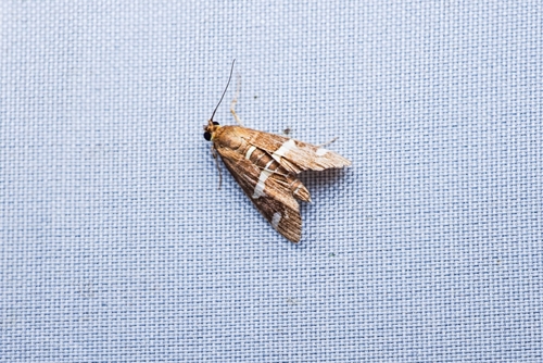 Hawaiian Beet Webworm Moth