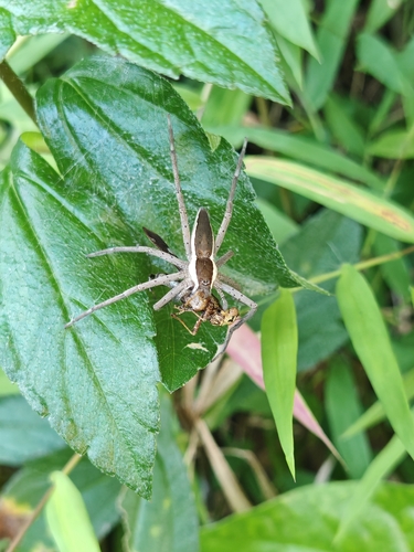 Common White-flanked Water Spider