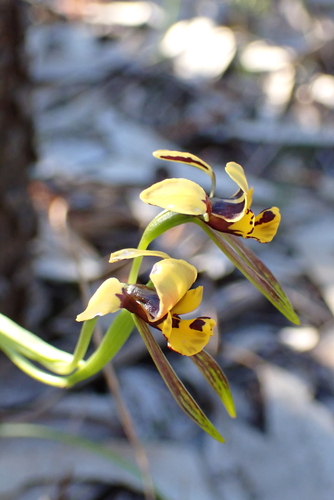 Swamp Diuris