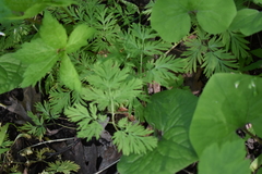Dicentra cucullaria