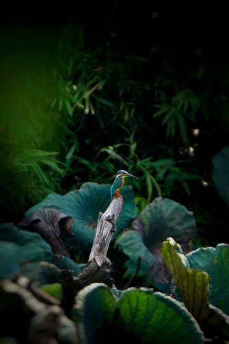 Common Kingfisher