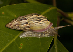 Drymaeus luculentus