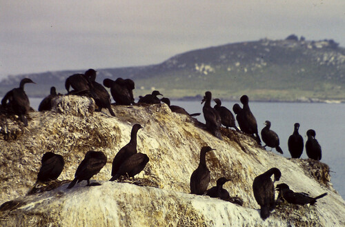 iNaturalist image