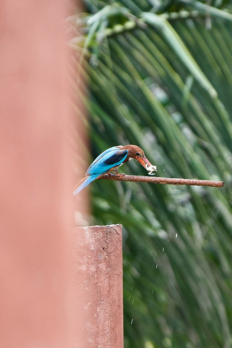 White-throated Kingfisher