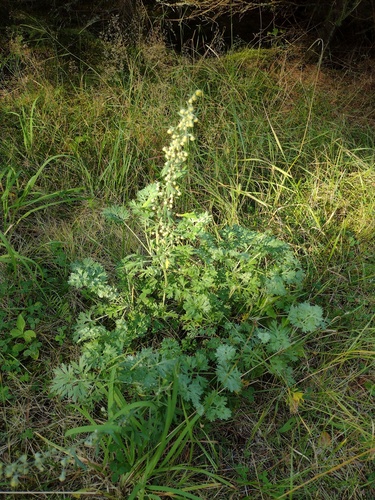 absinthe wormwood