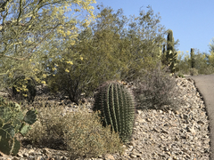 Ferocactus wislizeni