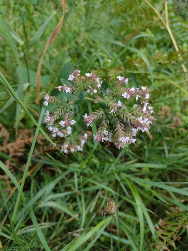Oregano