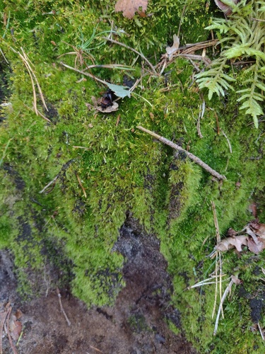 Silky Forklet-moss
