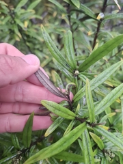 Corokia buddleioides, photograph (c) Sean T, some rights reserved (CC BY)