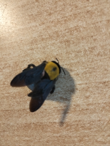Pubescent Carpenter Bee
