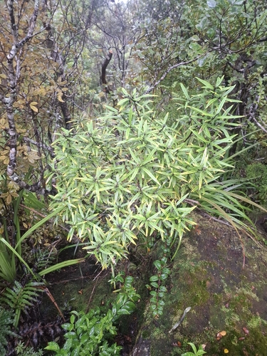 Corokia buddleioides, photograph 2