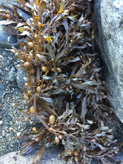 Sargassum sinclairii