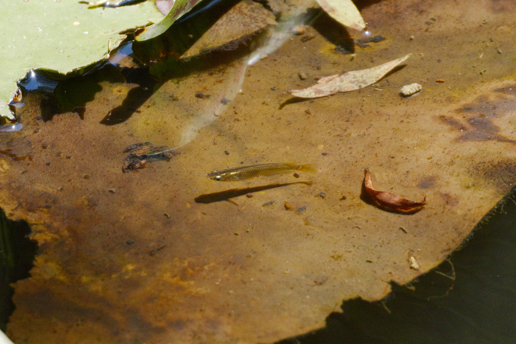 Japanese Rice Fish (Oryzias latipes)