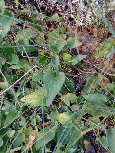 Heath Dog-Violet