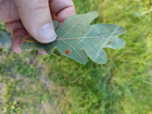 Common Spangle Gall Wasp