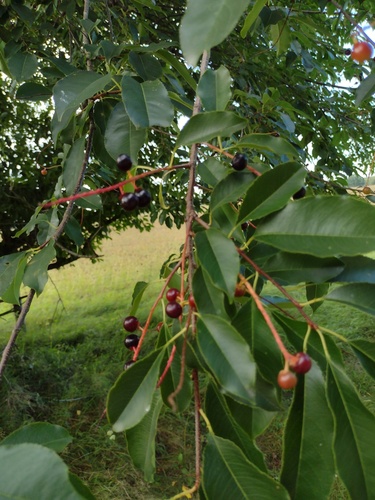 black cherry