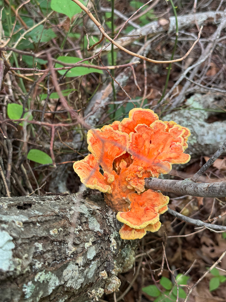 chicken of the woods · August 2026 · photo: Photo: no rights reserved · iNaturalist
