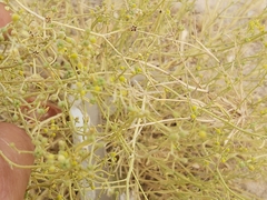 Haplophyllum tuberculatum