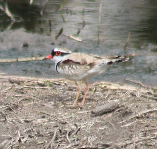 Black-fronted Dotterel
