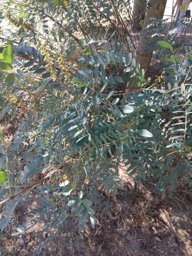 false indigo bush