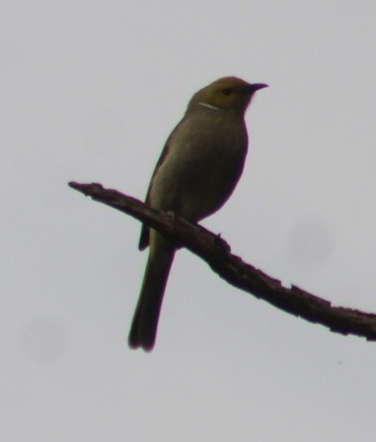 White-plumed Honeyeater