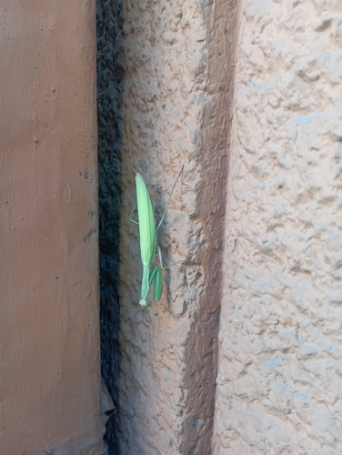 European Mantis