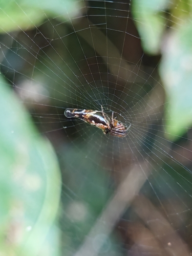 Long-bellied Cyclosa Spider