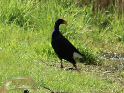 Australasian Swamphen