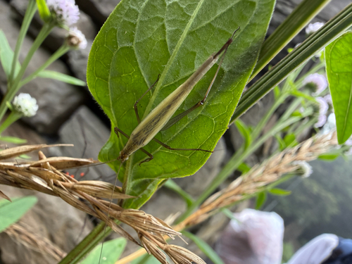 Oecanthus longicauda