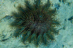 Acanthaster