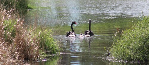 Black Swan
