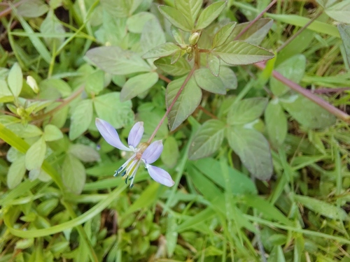 Purple Cleome
