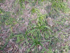 Crinum flaccidum