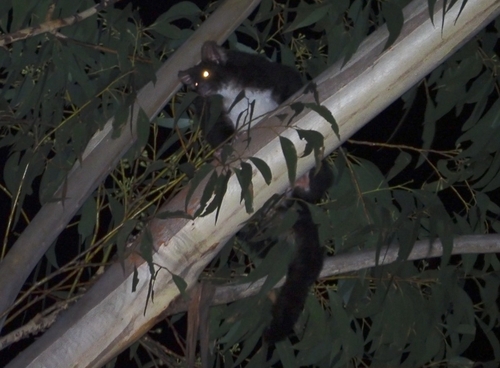 Greater Glider