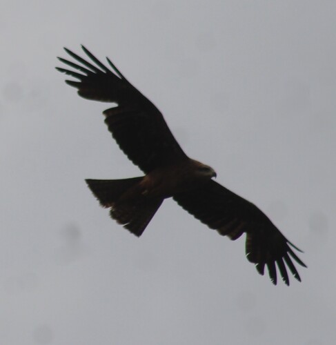 Black Kite