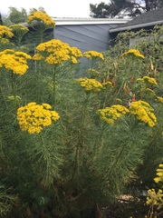 Hymenolepis crithmifolia