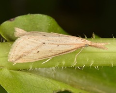 Donacaula longirostrallus