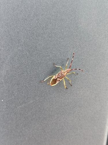 Gonocerus juniperi