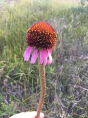 Echinacea atrorubens