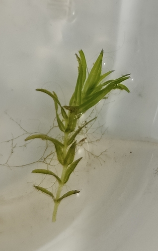 Callitriche hermaphroditica, 2026-09-01