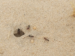 Cataglyphis adenensis