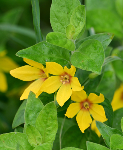 Dotted Loosestrife