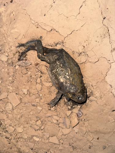 Cane Toad