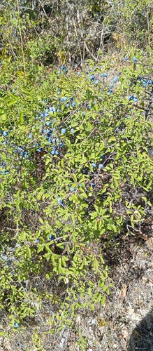 Blackthorn