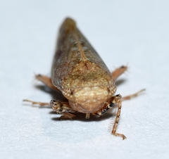 Paraphlepsius continuus