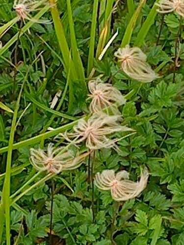 Geum pentapetalum observed 2026-09-01