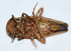 Paraphlepsius continuus